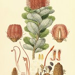 Banksia incognita