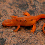 Red Eft Phase of the Eastern Newt