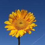 089/365 Return of Blue Sky