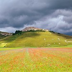 Castelluccio di Norcia - Fioritura 2014