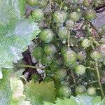 Les raisins verts