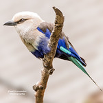 Blue-Bellied Roller Close-Up 2 at Zoo Atlanta, Georgia