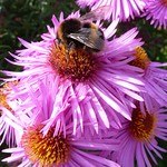 Aster and Bee