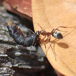 Busy ant hauls carcass back to nest