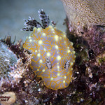 Gold Lace Nudibranch ((Halgerda terramtuentis))