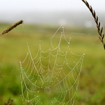 web