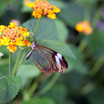 Glasswing Butterfly