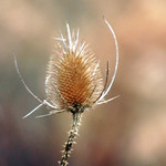Teasel