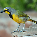 Namibia - Bokmakierie