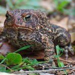 P2014_a022396_1_Toad_1