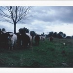 Polaroid 340 Cow
