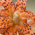 Double Tiger Lily (lilium lancifolium 'Flore Pleno')