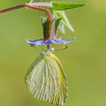 Small Grass Yellow - Eurema brigitta 2419