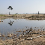 Moor in the Kalmthoutse Heide