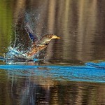 Mallard making a splash