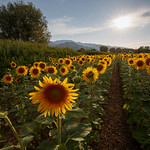 Field of sunflowers