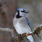 The Blue Jay