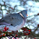 The Common Wood Pigeon (Columba palumbus)