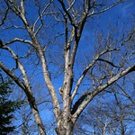 White Oak tree, 3.2010