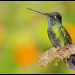 Magnificent Hummingbird (Eugenes fulgens)