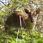 Muntjac Deer