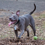 Love those ears...at dog bark.