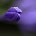 Life near the Agapanthus Nebula...