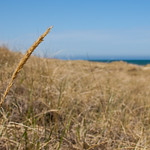 Dune grass