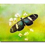 sara longwing (heliconius sara)