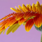 Gerbera