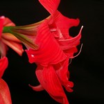 Hippeastrum "FanFare"