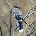 Blue Jay