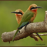 White-fronted Bee-eater
