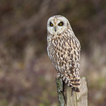 Short Eared Owl