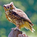 Great Horned Owl.