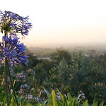 Summer evening haze and agapanthus