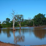 Before Safari starts.