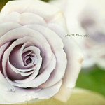 A Little lavender Love