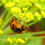 IMG_4910 From the Land Down Under 8-2-09