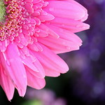 "Nature always wears the colors of the spirit."