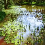 Lilly pond