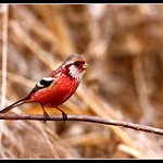Long-tailed Rose Finch, Maruyama-koen, Ageo, 5.3.10