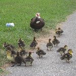 Duck Parade
