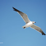 Seagull