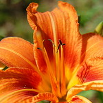 Tiger Lily