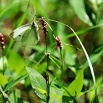gauzy wings of fancy