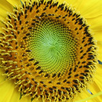 Good morning, sunshine!