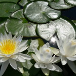 kayaking july 2010 015