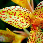 Canna Lily