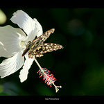 Battered but not beaten